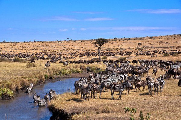 肯尼亚动物迁徙之旅9日游